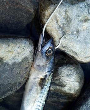 Hooked Fish on stone background