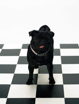 Portrait of a French Bulldog