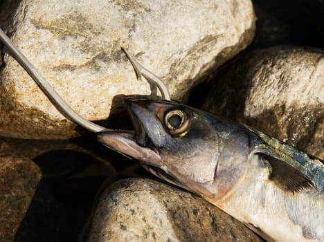 Hooked Fish on stone background