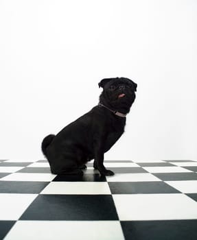 Portrait of a French Bulldog