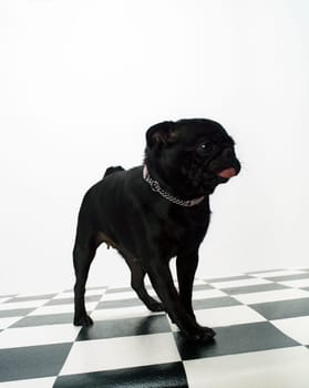Portrait of a French Bulldog