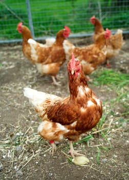 Agriculture Farm with Poultrys