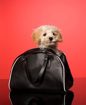 Sweet dog in a bag on red background