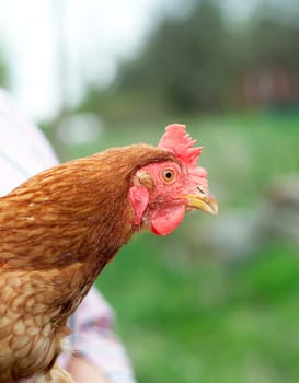 Single Poultry with selective Focus