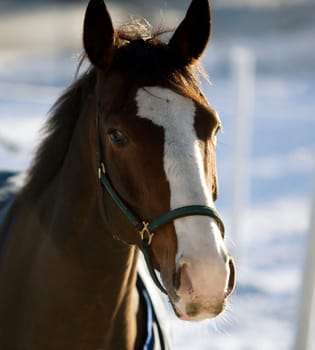 Single Horse in a winter landscape