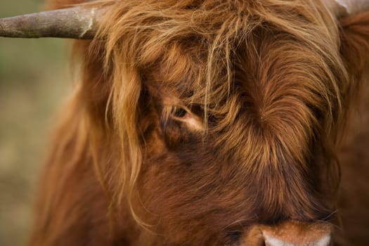 Close-up of a Highland cattle cow