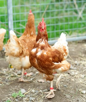 Agriculture Farm with Poultrys
