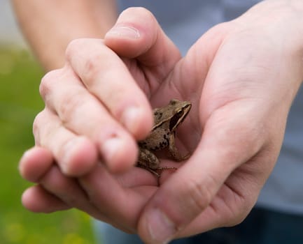 Frog trapped in human hands