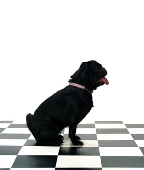 Portrait of a French Bulldog