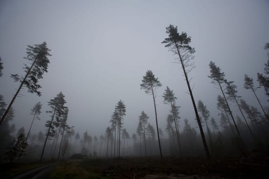 Landscape with fog at dawn