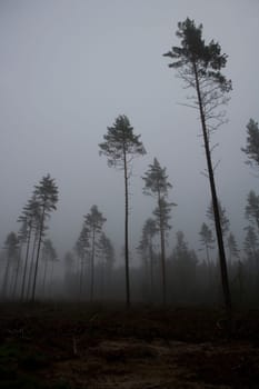 Landscape with fog at dawn