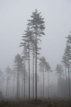 Landscape with fog at dawn