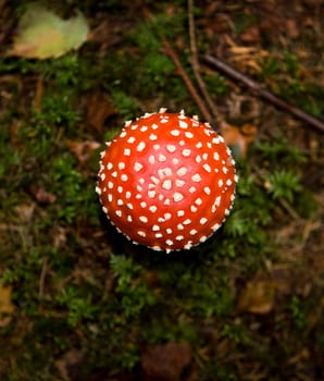 Fly Agaric from high angle view