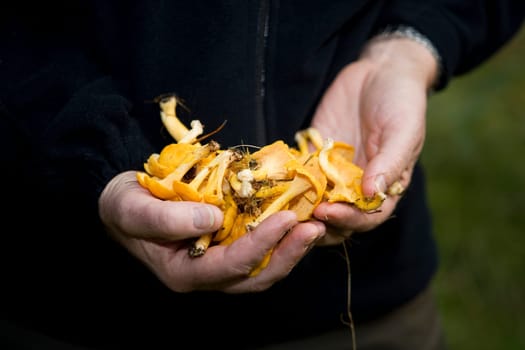 Human hands holding a bunch of chanterelles