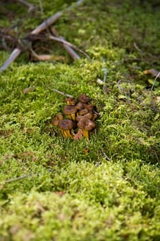 Bunch of Chanterelles in the forest