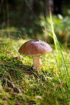 Mushroom Foray in the forest