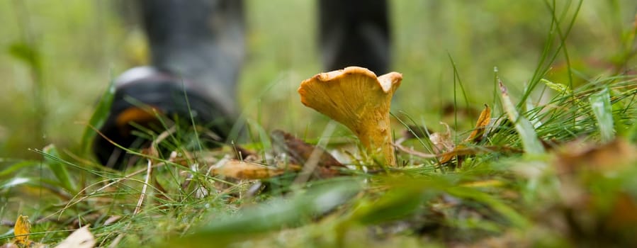 One chanterelle in the forest