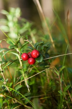 Lingonberries with selective focus in the forest
