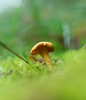 One chanterelle in the forest