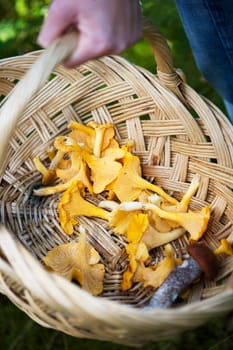 Chanterelles in a basket close up