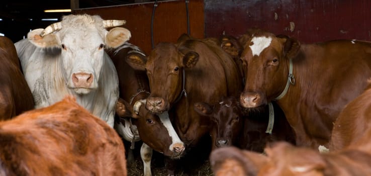 Large group of cows indoor