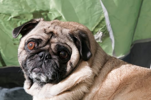 Pug in Tent, Camping Out.