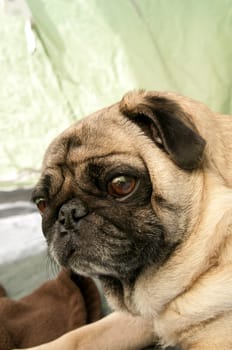 Pug Inside of a Tent