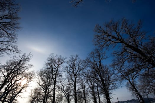 Trees at winter towards blue sky