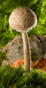 parasol mushroom on moss close up shoot