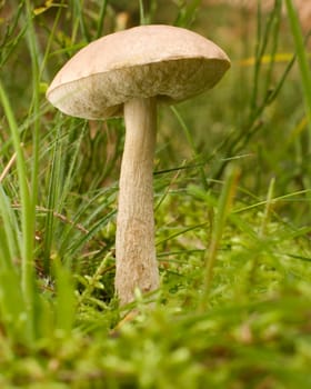 edible white mushroom close up in forest
