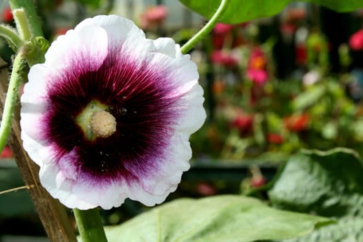 Hibiscus flower with violet cone, white rim and white stylus