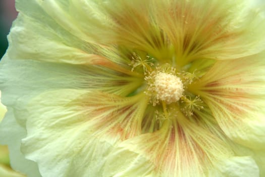 Close-up view of white hibiscus flower with stylus and pollen grains