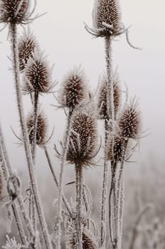 Wild teasel