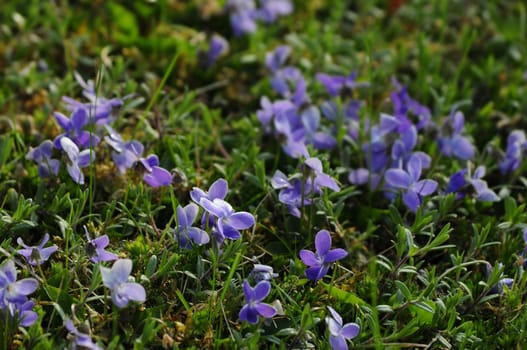 Wild Violets