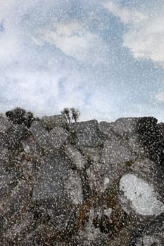 trees behind an old irish stone wall in a winters snow storm