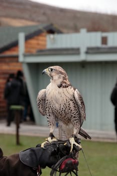 a falcon perched on its trainers hand