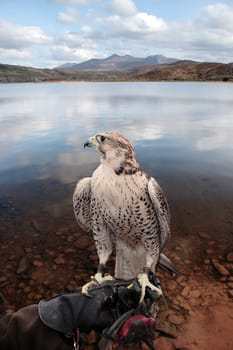a falcon perched on its trainers hand in a beautiful nature scene with a clipping path