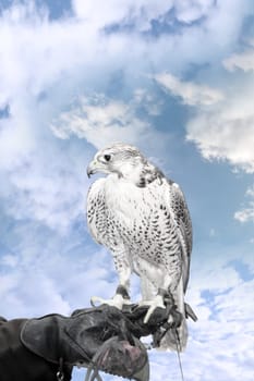 a falcon perched on its trainers hand with a clipping path