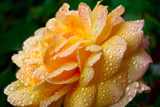 Yellow rose bud, close up, shallow DOF