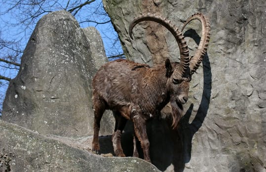 Siberian Capricorn