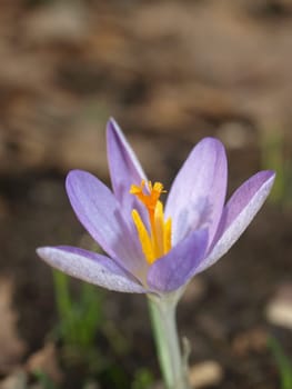 Crocus