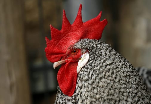 SperberPortrait