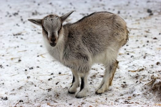 Dwarf goat cub in the wintry Sababurg Zoo
