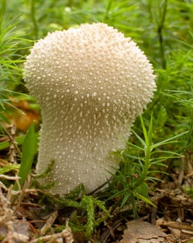 smoke ball mushroom in forest close up shoot