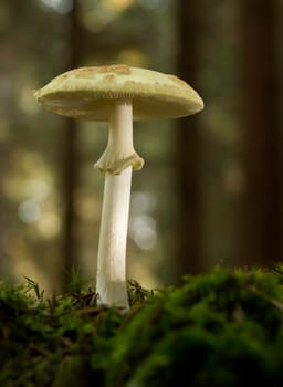 amanita citrina poisonus mushroom on moss close up