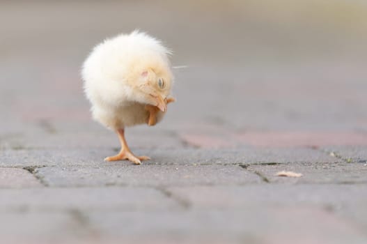 Easter chick in the garden with daisies