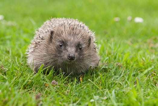 Cute European hedgehog in the garden