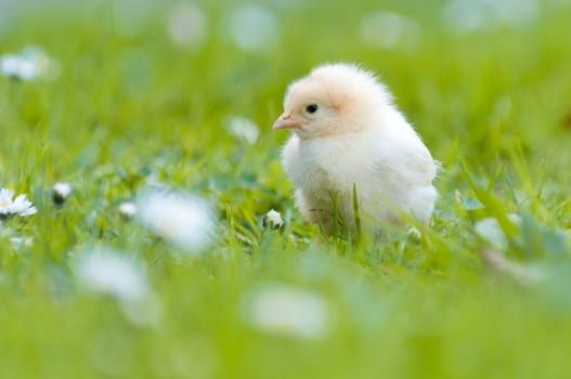 Easter chick in the garden with daisies