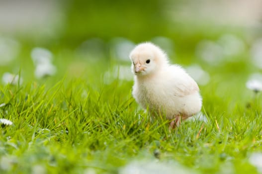 Easter chick in the garden with daisies