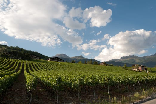 vineyards on the mountains of southern Switzerland